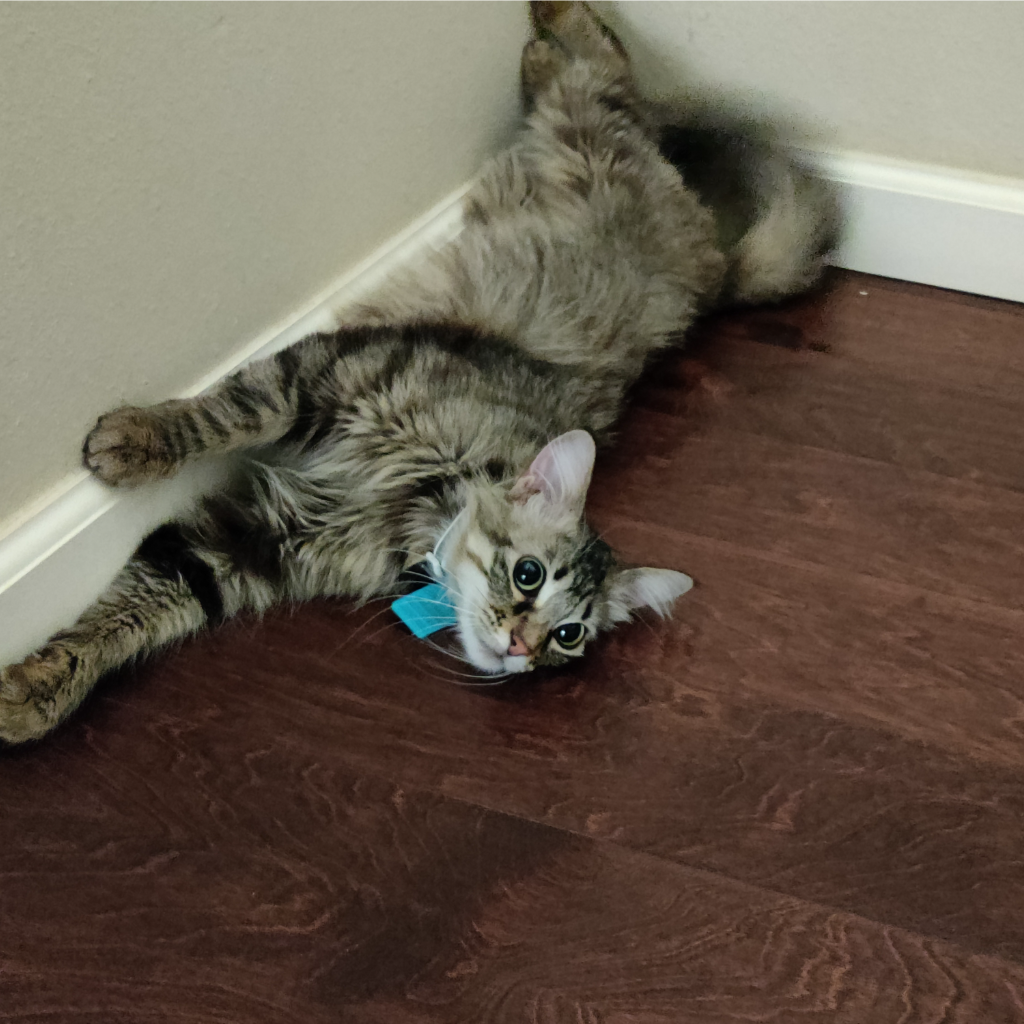 cat-picture